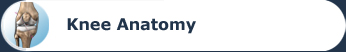 Knee Anatomy